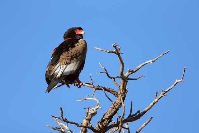 Bateleur perched on top of a tree - Kalahari Desert - South Africa